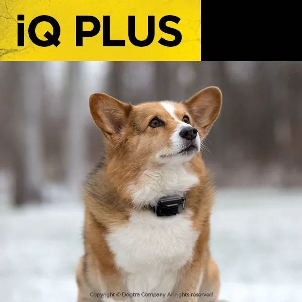 Iq plus dog collar outlet